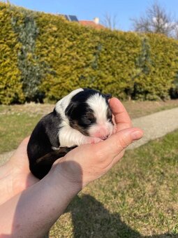 Štěňátko-Border colie Trikolor - 2