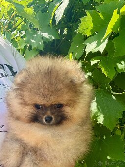 Pomeranian - 2