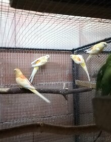 Papoušek zpěvavý oranž- rubino 0.1 - 2