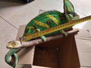 Chameleón jemenský - 2