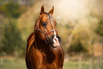 Pripúšťanie QH Palomino -reining - 2
