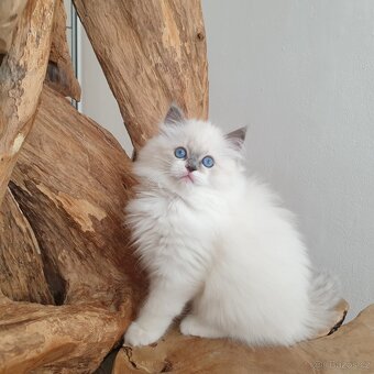 Ragdoll koťátko, holčička blue mitted s PP - 2