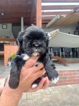Šťeňátka se znaky plemene Shih tzu - 2