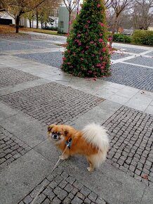 Nabízím ke krytí psa - 2