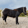 Shetland pony - klisnička - 2