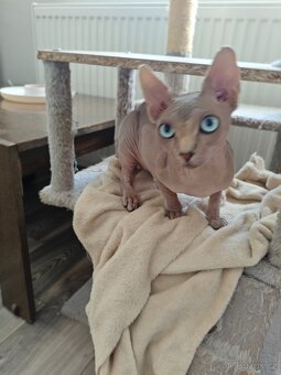 Sphyx ke krytí - 2