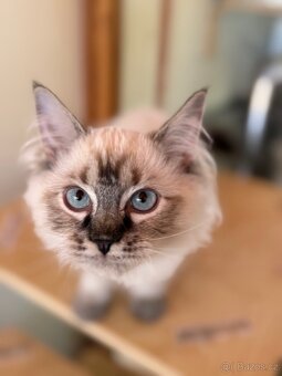 Ragdoll s PP - 2
