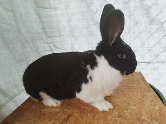 Meklenburský strakáč černý - 2