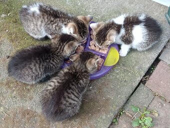 Koťata zdarma - 2