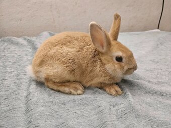 Zakrslý králíček - 2