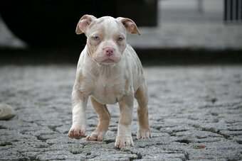 Štěňátka American Bully - 2