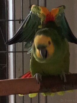 Amazoňan modročelý - 2