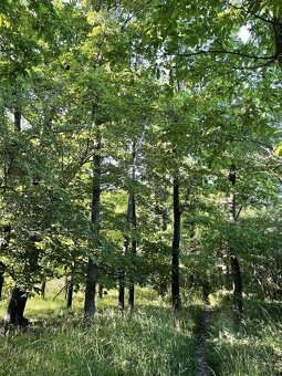 Prodám lesní pozemek v k.ú. Oplot - 2