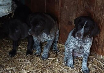 Německý krátkosrstý ohař - 2