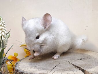 Činčila White Tan Violet - 2