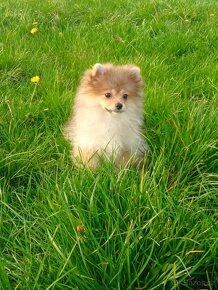 Pomeranian, štěňátko, fenka. - 2