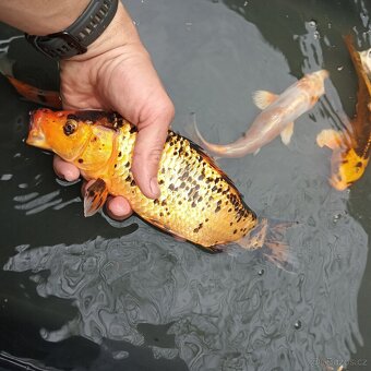 Koi kapr - 2