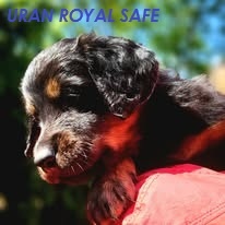 Hovawart - štěňata s PP Royal Safe pejsci - 2