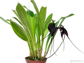 Orchidej Dracula Raven Jet - 2