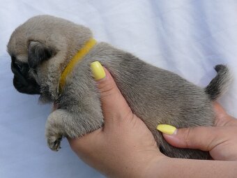 Mops - Štěňátka - 2