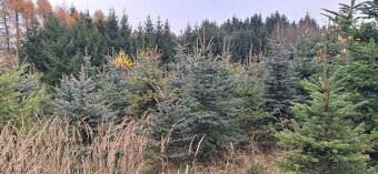 Prodej přerostlých vánočních stromů - 2