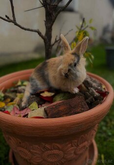 Zakrslý králíček - 2