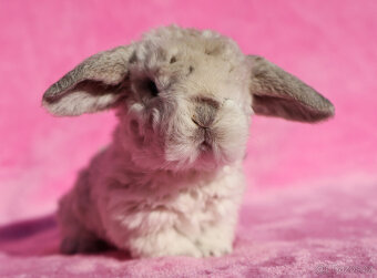 Zakrslý rex beránek , maličký siam sameček - 2