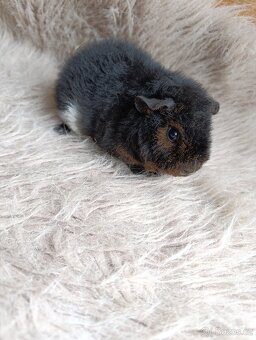 Morče US Teddy / samička / morčátko - 2