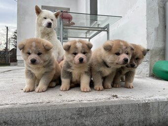 Šteňátka Akita Inu - 2