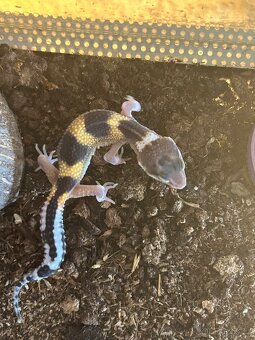 Gekončík noční- - 2