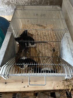 T4 box na potkany - 2