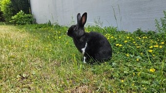 Kralik -Samička - 2