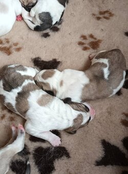 SAO-Středoasijský pastevecký pes-štěňata - 2