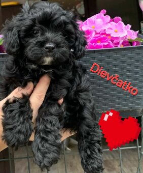 Maltipoo pudl pudel pudlik - 2