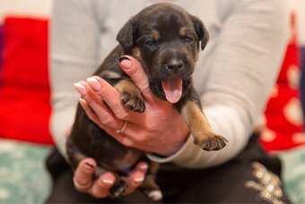 štěňátka křížence - 2