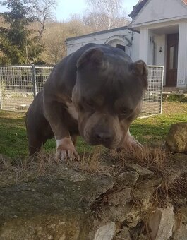 American bully-krytí - 2