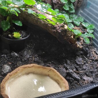 Bioaktivne terarium ExoTerra s plnou vybavou - 2
