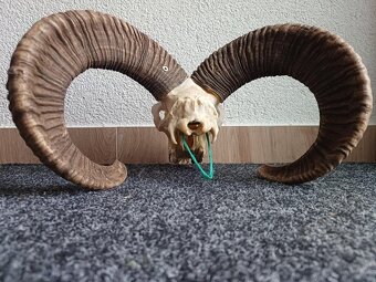 Muflon trofej (rohy; toulce) 58 cm - 2