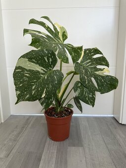 Monstera Thai - 2