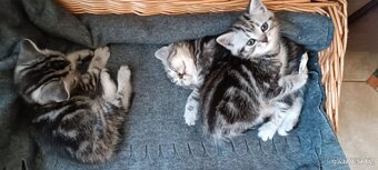 Britská koťata Whiskas - 2