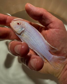 Největší výběr Afrických cichlid na jihu Čech - 2