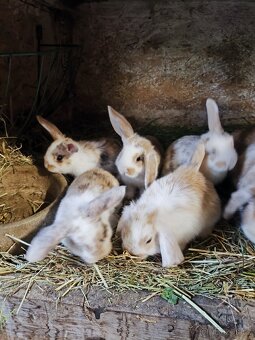 Zakrslý králíčci beránci - 2