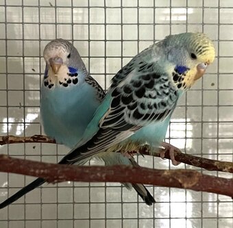 Mladé andulky - Andulka vlnkovaná - 2