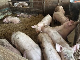 Prodám vykrmené prase - 2