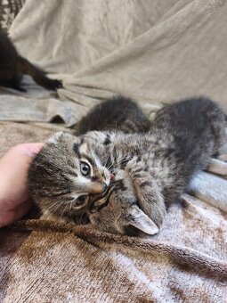 DARUJI kotě / koťata (3) do dobrých rukou. Info v popisku. - 2