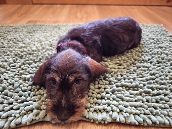 Jezevčík drsnosrstý standard POSLEDNÍ VOLNÁ FENKA - 2