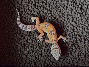 Gekončík noční - 2