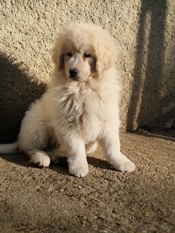 Slovenský čuvač - 2