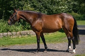 Lusitano klisna 8 let - 2