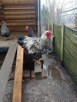 Kohouti na prodej  250 ks - 2